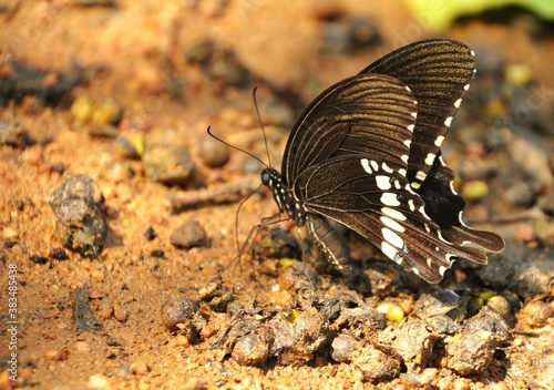 butterfly on the ground