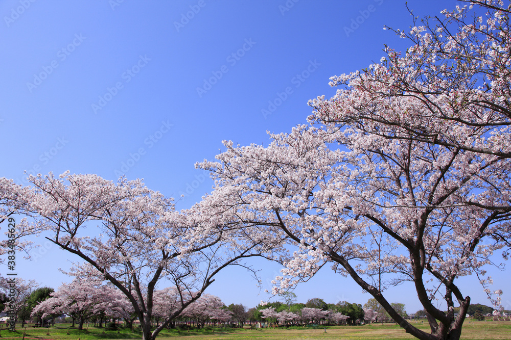 奈良、平城京の桜 奈良、平城京の桜