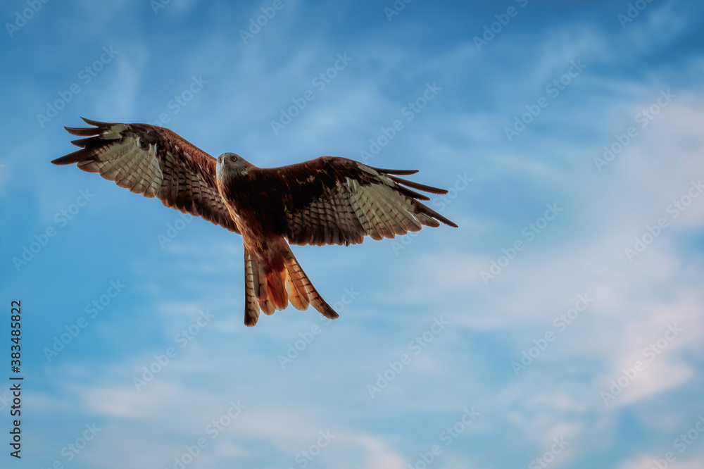 Fototapeta premium Eagle in flight. Vulture in flight