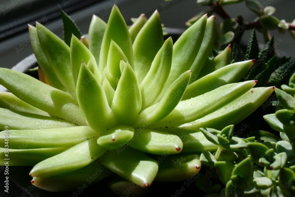 Fototapeta premium garden, succulent, echeveria, green, flora, cactus, plant, home, decor, gardening, closeup, decorative, nature, natural, floral, flower, succulents, botany, botanical, tropical, wooden, leaf, grow