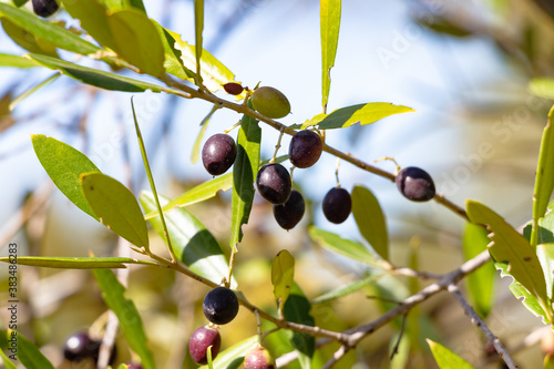 Acebuche, spanish wild olive. Its scientific name is Olea Europaea or sylvestris, it is therefore the same species of the olive tree, but wild.