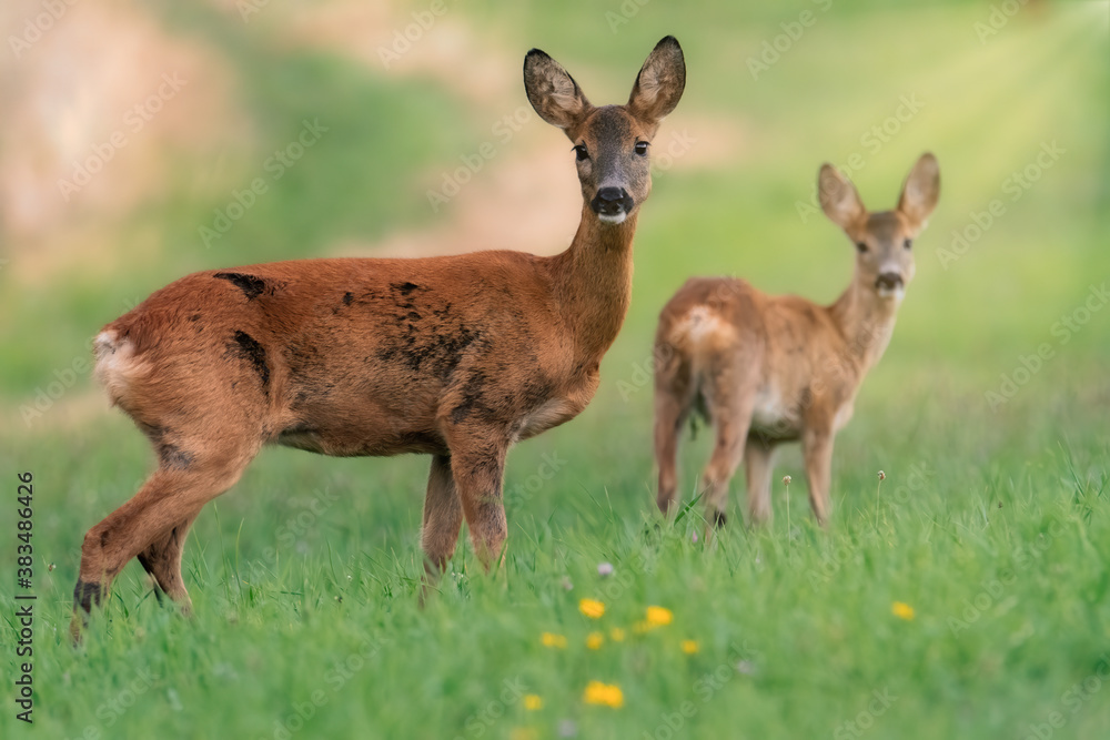 Deer in the meadow. Deer in the grass Deer in the meadow. Deer in the grass