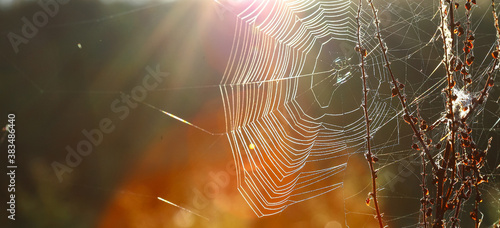 Spider web on the grass with dew drops against the morning sun - selective focus. Dew drops and cobwebs in the grass early in the morning sunrise.