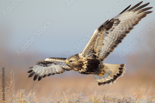 Rough-legged buzzard. Bird in flight, flying bird of prey. Buteo lagopus photo