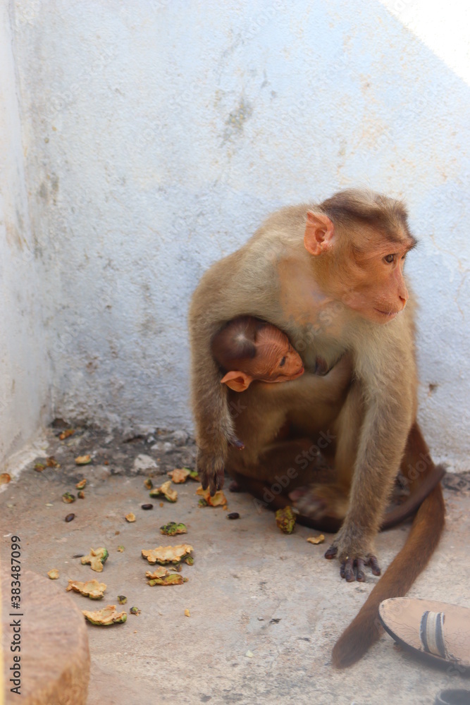 baby monkey with mother baby monkey with mother