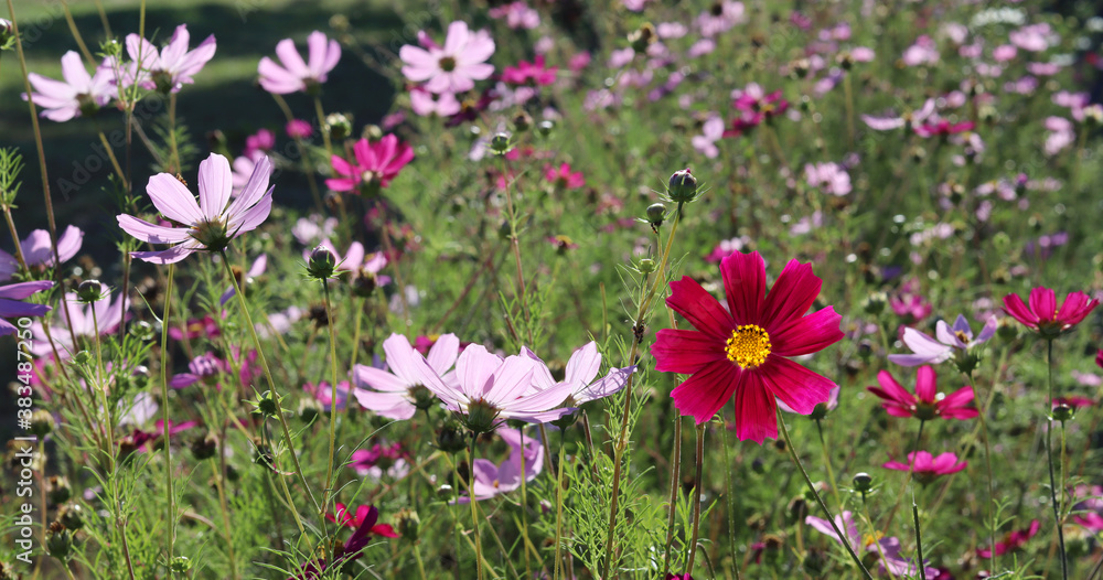 image of beautiful wildflowers close-up image of beautiful wildflowers close-up
