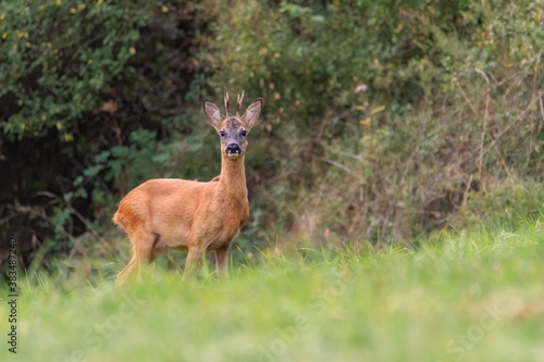Fototapeta Naklejka Na Ścianę i Meble -  Deer in the meadow. Deer in the forest