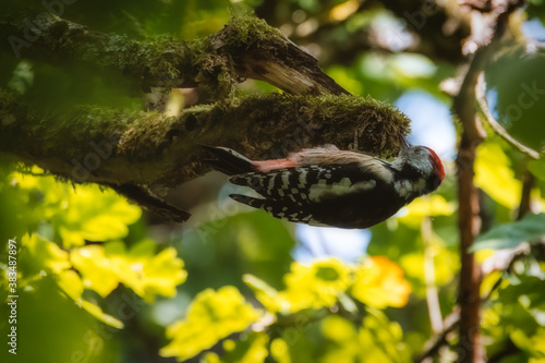 Fototapeta Naklejka Na Ścianę i Meble -  Green woodpecker. Woodpecker in the tree