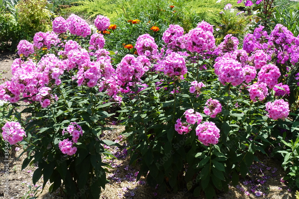 Obraz premium A lot of pink flowers of Phlox paniculata in July