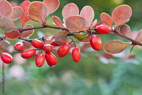 Amazing branch of barberry with bright red berries and violet leaves closeup photo