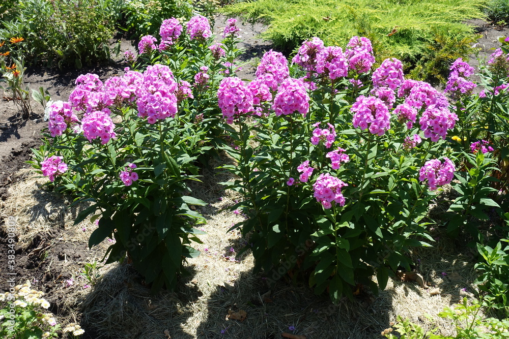 Numerous pink flowers of Phlox paniculata in July
