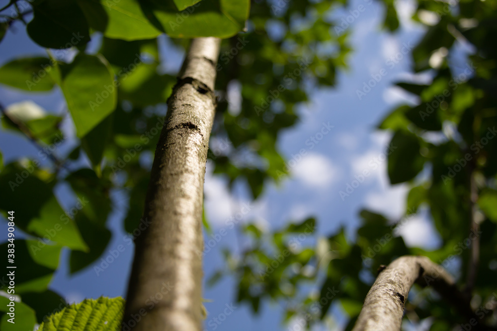Fototapeta premium The trunk of a young tree.