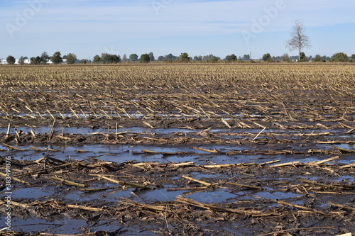 view of wheat field fertilized with manure