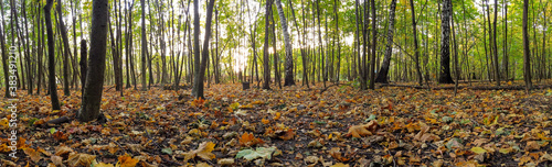 Panorama of the park with fallen leaves in autumn.