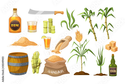 Fresh cane sugar with stem and leaf plants set. Sugarcane plants, cane sugar lumps and cube, glass bottles of rum, bamboo, rum alcoholic liquid. Natural organic alcohol industry food vector