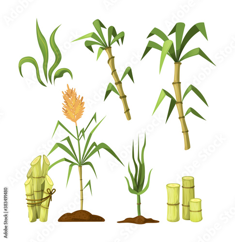 Fresh cane sugar with stem and leaf plants set. Sugarcane plants, cane sugar lumps, bamboo. Natural organic alcohol industry food cartoon