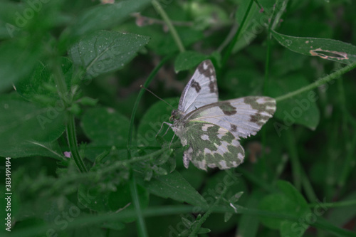 Wallpaper Mural butterfly on a leaf Torontodigital.ca