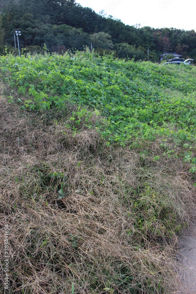 Obraz premium 낙동강 풀