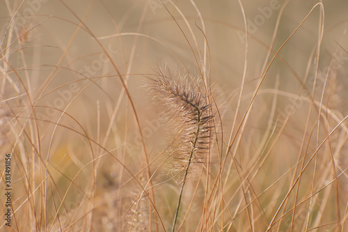 Beautiful lonely decorative fluffy spikelet on blurred dry grass background