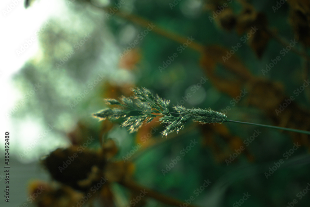Fototapeta premium branch of a plant