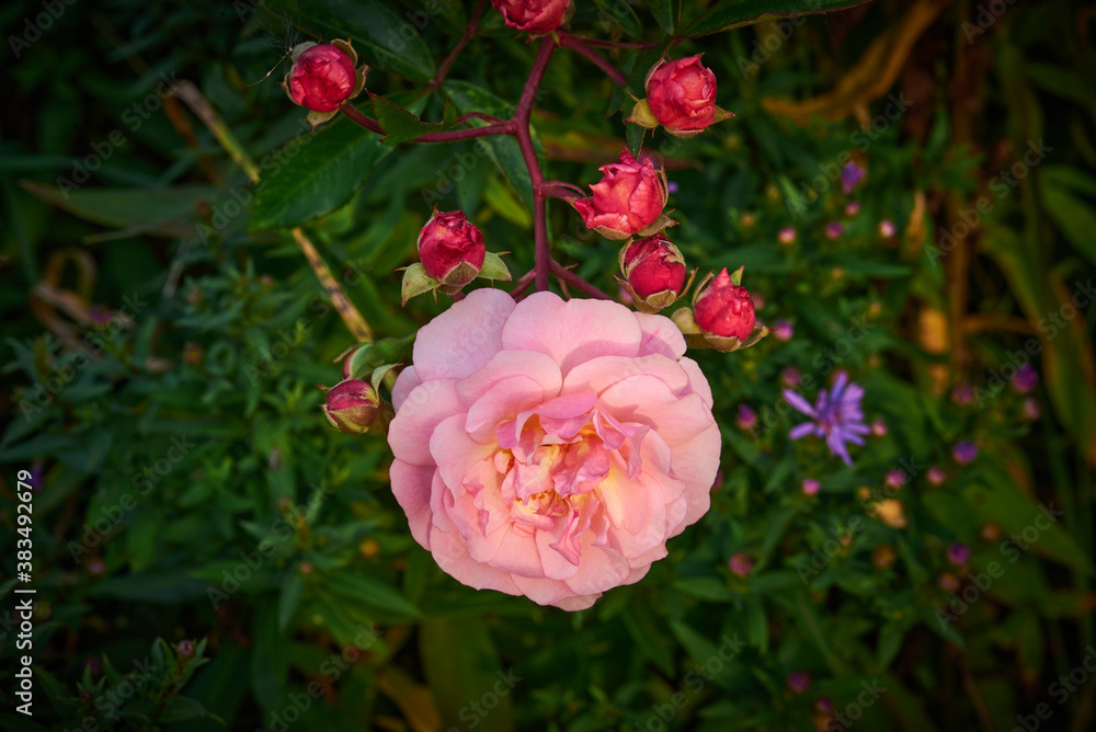 coral pink musk rose coral pink musk rose