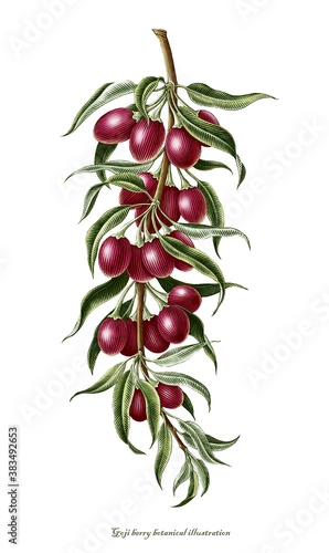 Goji berry botanical vintage engraving illustration clip art isolated on white background