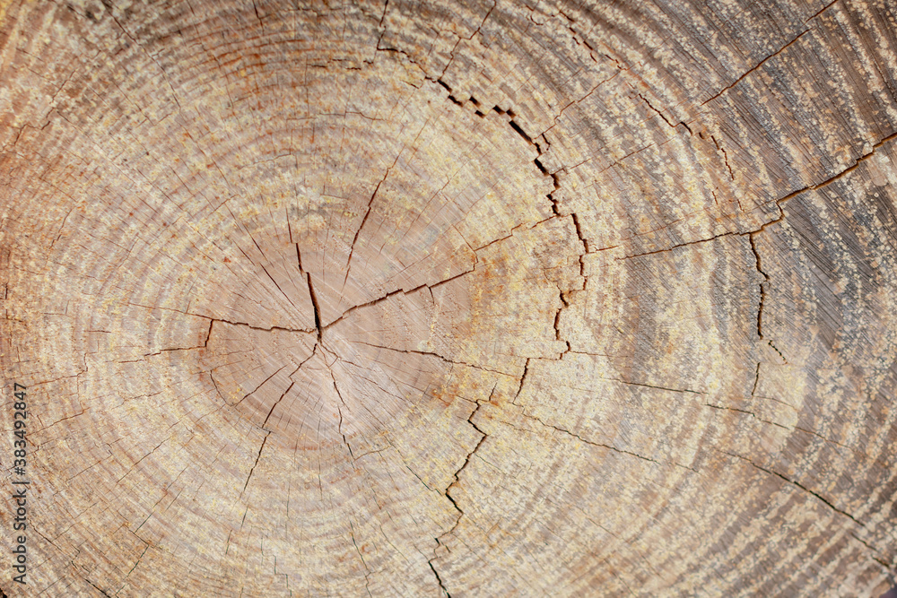 Fototapeta premium Fondo de tronco de árbol talado macro