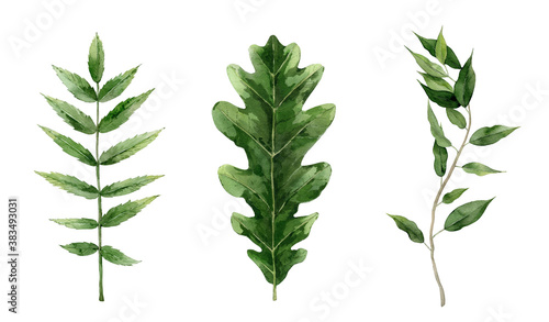 Green watercolor leaf set. Oak  rowan and ficus leaves. Botanical Illustration isolated on white background.