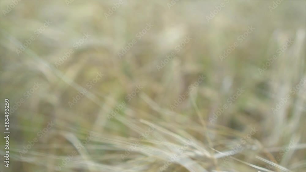 Golden wheat field and sunny day Golden wheat field and sunny day