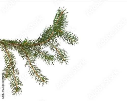 green fir branch isolated on white background, christmas