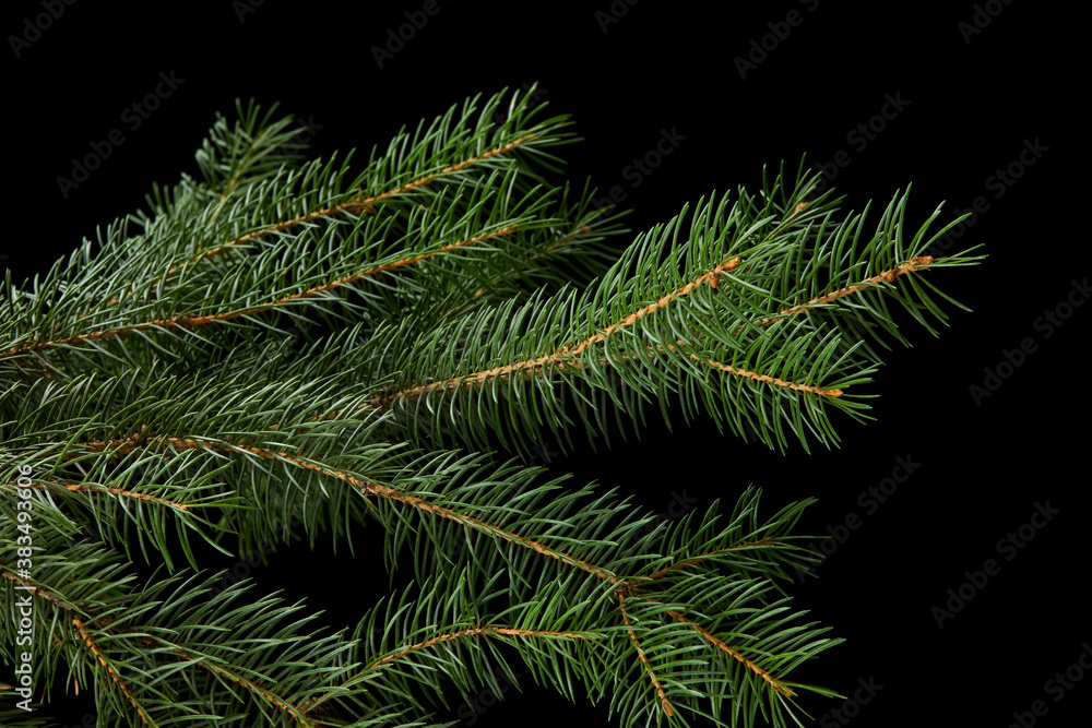 green fir branch isolated on black background, Christmas fir.