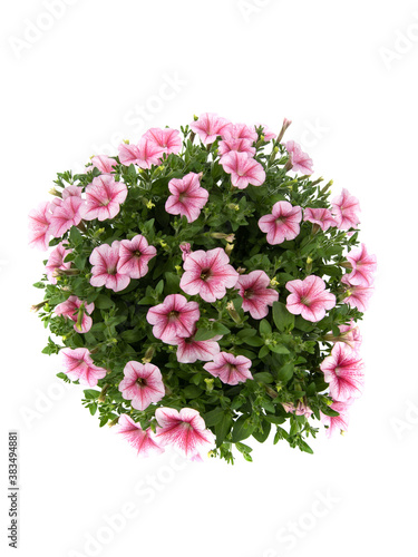 Petunia flowers in a circle isolated on white background.