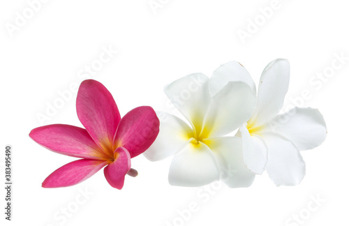frangipani flower isolated on white on white background