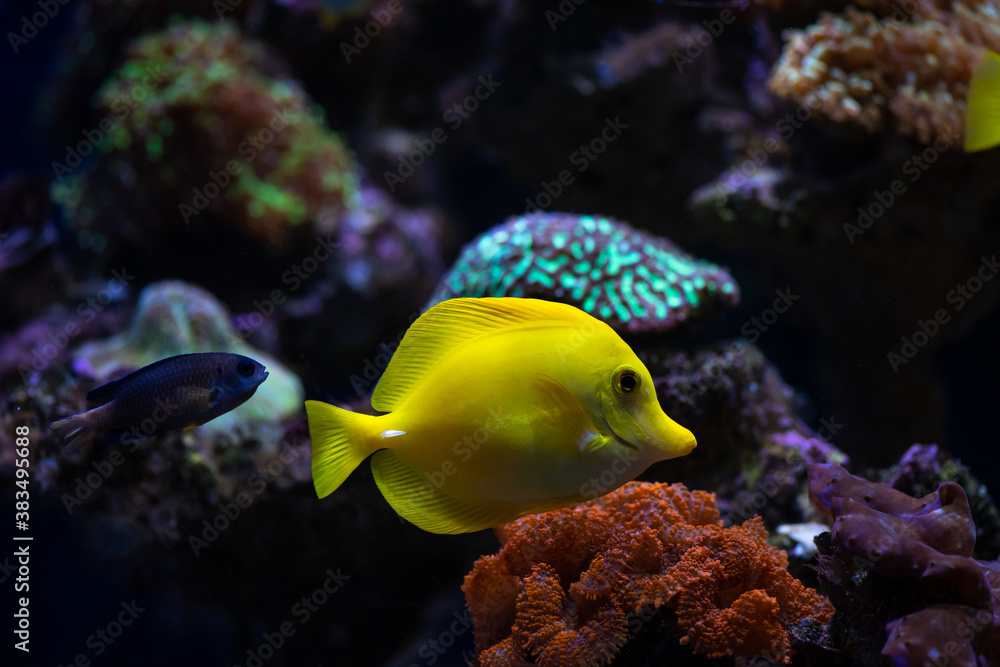 Obraz premium Aquarium sea yellow angel fish in anemonas wild life