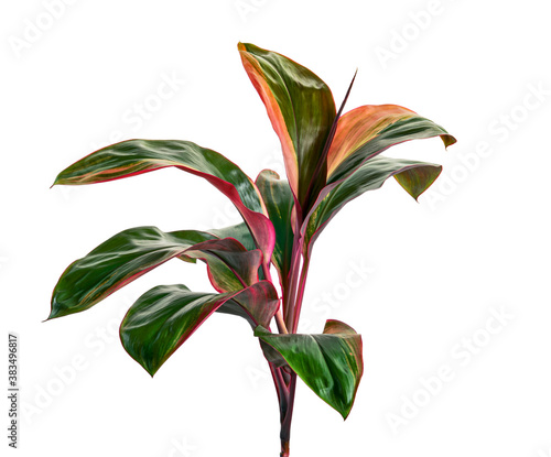 Variegated cordyline fruticosa, Ti plant leaves, Colorful foliage, Exotic tropical leaf, isolated on white background with clipping path photo