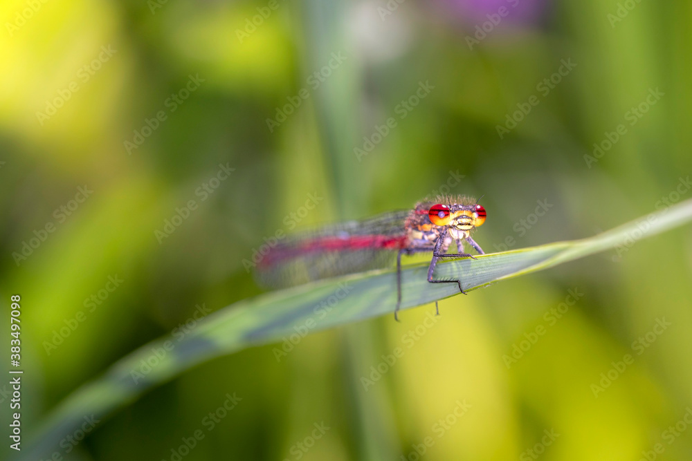 Large Red Damselfly - Pyrrhosoma nymphula - in their natural habitat Large Red Damselfly - Pyrrhosoma nymphula - in their natural habitat