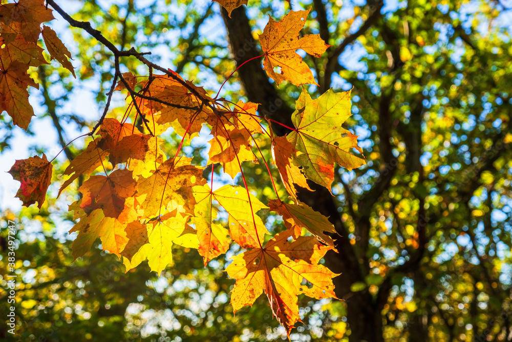 Maple leafs in a woodland with sunshine shining through the leafs Maple leafs in a woodland with sunshine shining through the leafs