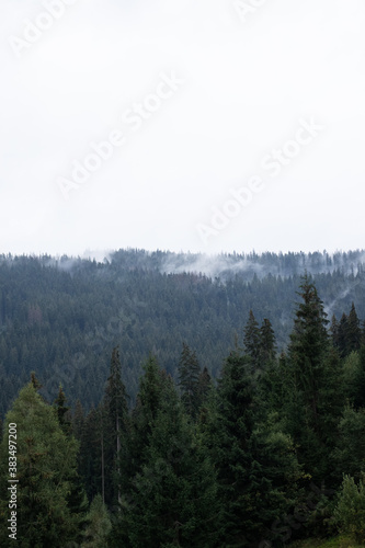 Pine forest with clouds fog surrounding it