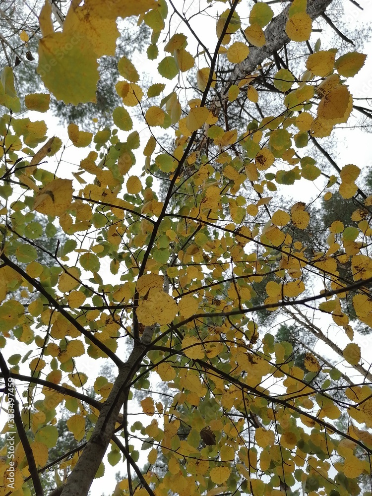 Fototapeta premium autumn leaves against sky