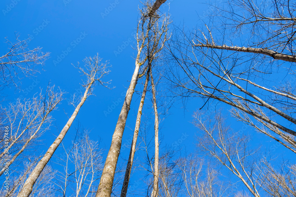Treetops at a blue sky in spring