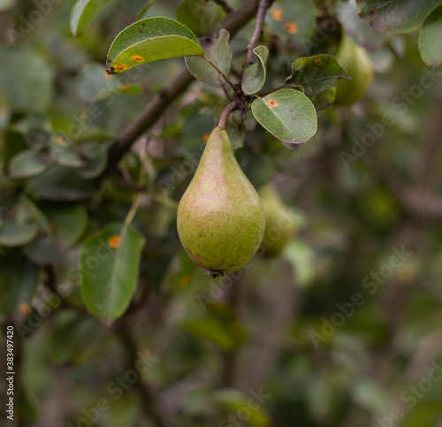Green pear hanging on a tree.