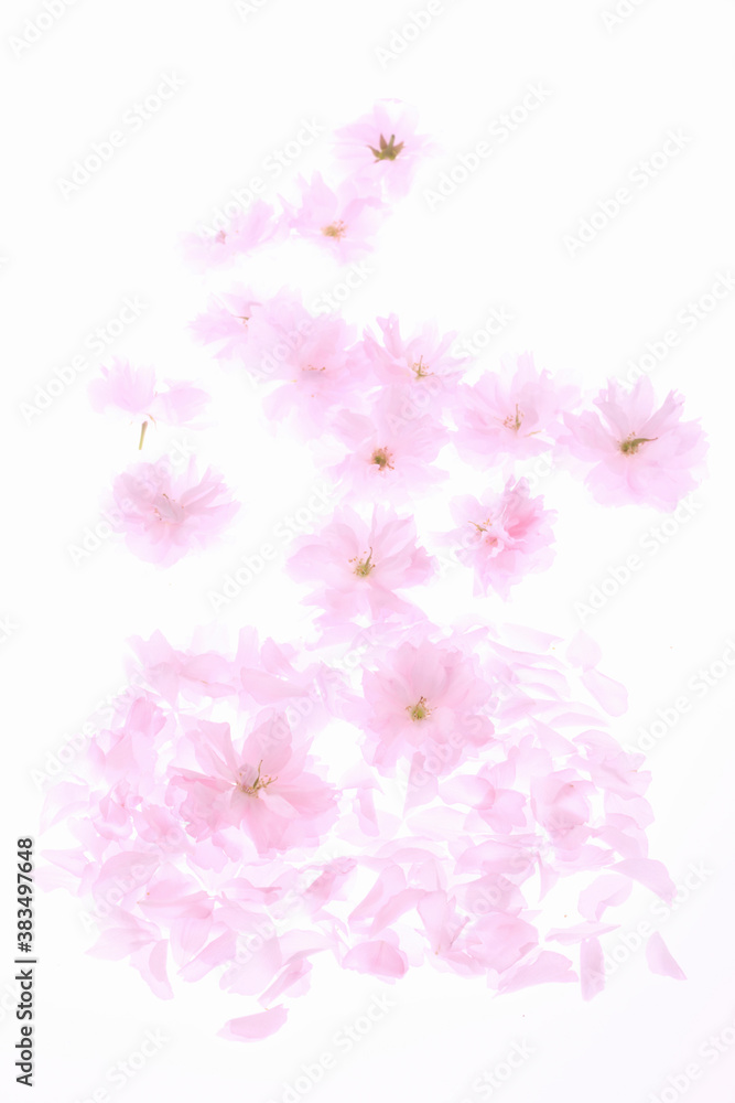 サトザクラの花びら サトザクラの花びら