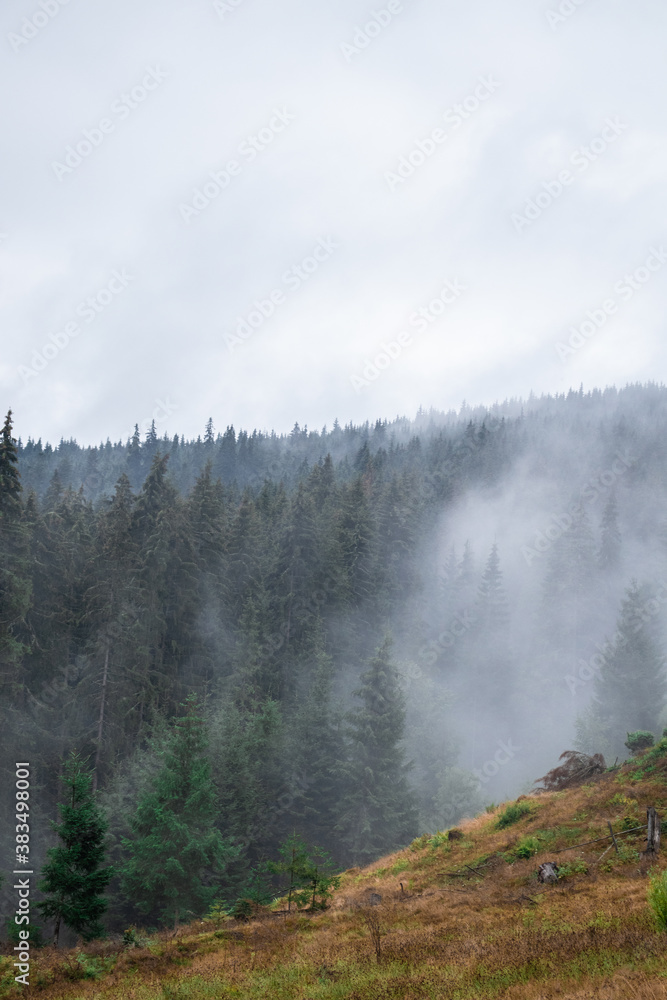 Pine forest with clouds fog surrounding it Pine forest with clouds fog surrounding it