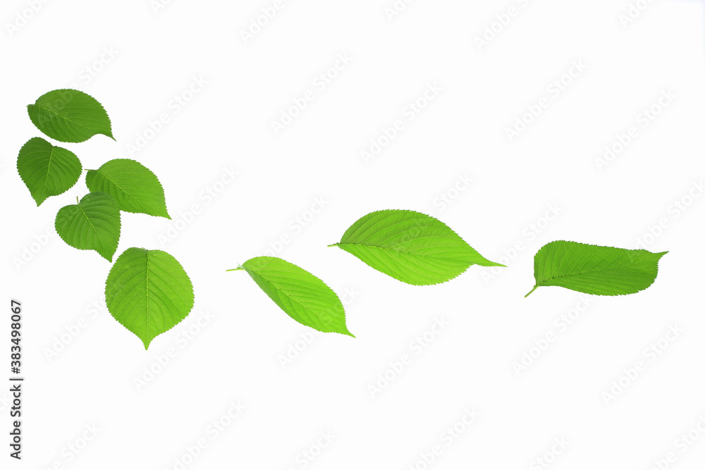 Obraz premium 新緑の葉っぱ、白バック