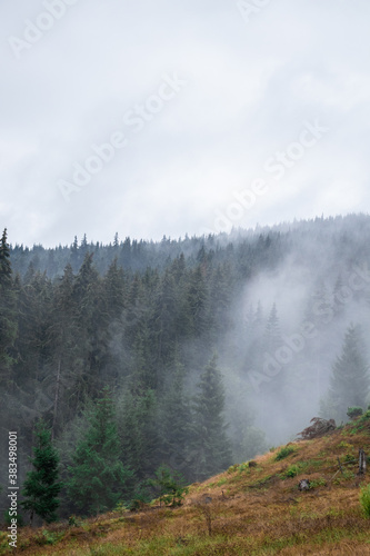 Pine forest with clouds fog surrounding it