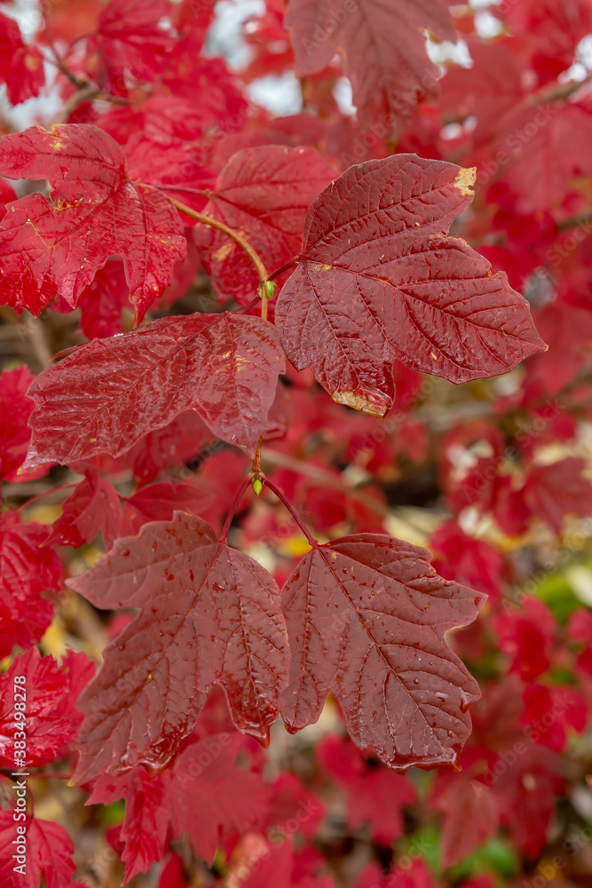 Wet Red Leaves Wet Red Leaves