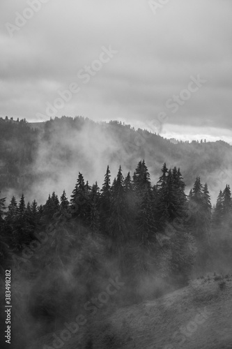 Pine forest with clouds fog surrounding it, dark and white