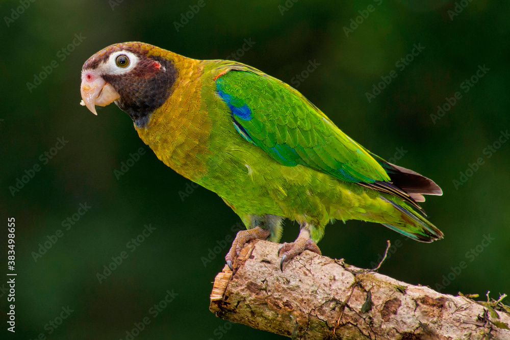 Brown-hooded Parrot, Pionopsitta haematotis, Tropical Rainforest, Costa Rica, Central America, America