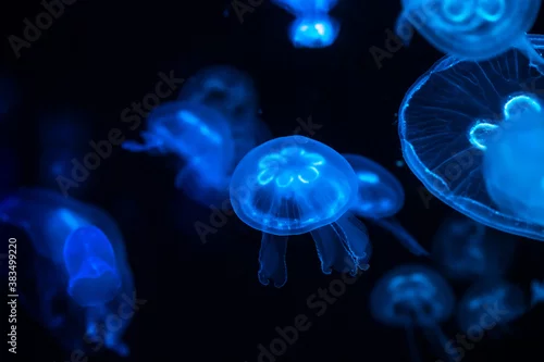 Obraz Low key jellyfish in sea saltwater aquarium ocean life 