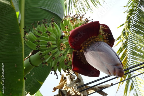Bananas with flower growing on tree